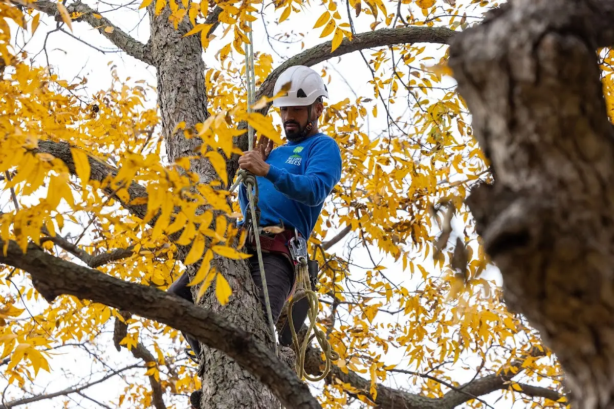 Skilled Tree Planing crew working in Ledyard
